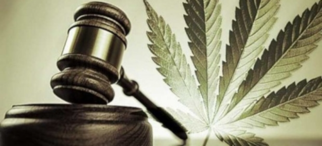 legalizar cannabis
